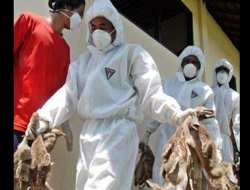 Irak, Türkiye’den tavuk alımını durdurdu