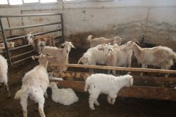 Saanen sütü otlu peynirin kaynağı oldu foto