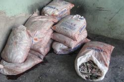 İnci Kefali avlanma yasağını ihlal edenlere baskın