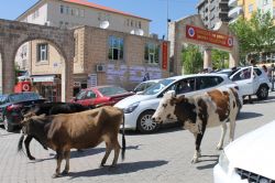 Şırnak'ta başıboş hayvanlar belediye önünü mesken tuttu