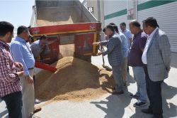 Kızıltepe’de kırmızı mercimek hasadı başladı