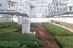 Çilek fidesi yetiştiriciliğine akademik destek