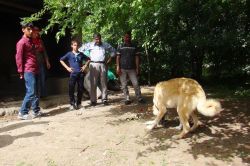 Sebzeyle beslenen köpek görenleri hayrete düşürdü