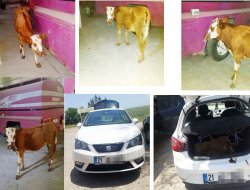 Bagajdan inek çıktı