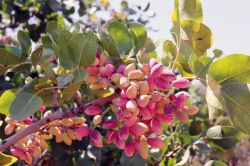 Bu yıl fıstıkta 160 bin ton rekolte bekleniyor