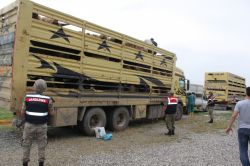 Diyarbakır’da 650 koyun ele geçirildi foto video