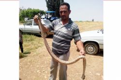 Ceylanpınar’da 2 metre uzunluğunda yılan öldürüldü