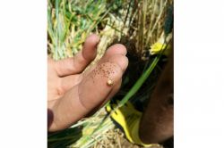 Süne mücadelesi kontrolleri başladı