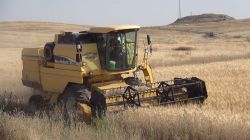 Şanlıurfalı çiftçiye hasat uyarısı