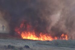 Sigara izmariti 500 dekar buğday tarlasını yaktı