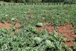 TZOB Genel Başkanı, Bu yıl karpuzda bereket yılı olacak