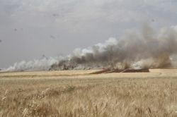 Buğday ekili 60 dönüm tarla yandı