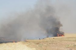 Nusaybin’de ekili tarlalar yandı