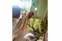 VEDAŞ personelinin arılarla başı dertte-foto