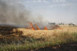 Nusaybin’de bin hektarlık ekili arazi yandı