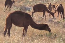 Develer Şanlıurfa’da alıcı buluyor-foto