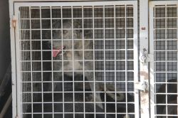 Van'da köpek dehşeti: 8 yaralı-foto