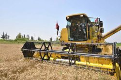 Çukurova’da bu yılın ilk buğday hasadı başladı