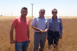 Kızıltepe ekilen alternatif ürün kişniş, umut veriyor