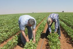 Kızıltepe ovasında soya fasulyesi birinci ürün olma yolunda-foto