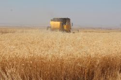 Silopi’de biçerdöverle buğday hasadı başladı-foto
