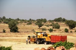 Midya'ta hasat ve harman mevsimi başladı