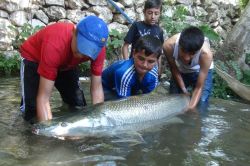 Kızıltepe’ye getirilen 60 kiloluk balık halkın ilgi odağı oldu video-foto