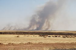 Anız yakma doğal hayatı tehdit ediyor