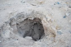 Ceylanpınar’daki kaçak kazılar bir tarihi yok ediyor-foto