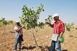 Batmanlı çiftçiler fıstık ekimine yöneldi-foto