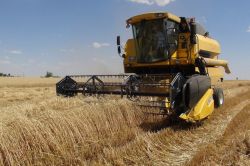 Kızıltepe’de sulu buğday hasadı rekoltenin üstünde video-foto