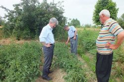 Sebze hastalık-zararlıları ile mücadele devam ediyor-foto