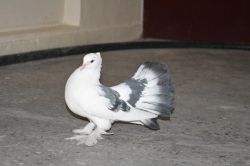 Batman’da otomobil fiyatına güvercin-video