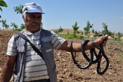 Zehirli yılanları evcilleştiren adam görenleri şaşırtıyor foto video