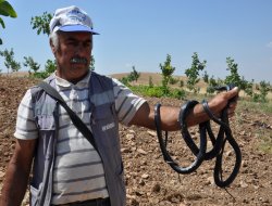 Kesên zilamê ku marên bijehr kedî dike dibînin şaş dimînin