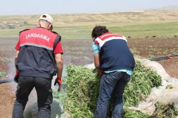 Diyarbakır’da uyuşurcu satıcılarına baskın-foto