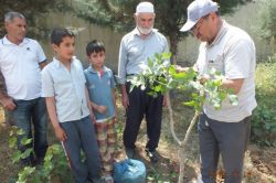 Antep fıstığında ‘sürgün göz aşısı’ yapıldı