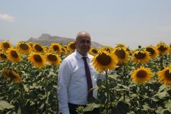 Adana’da ayçiçeği ekimi her geçen gün artıyor