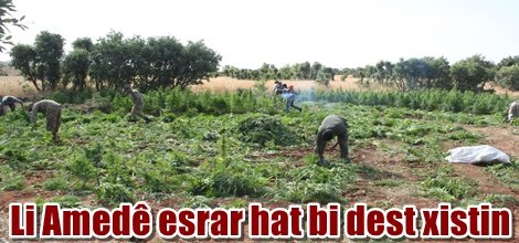 Li Amedê esrar hat bi dest xistin