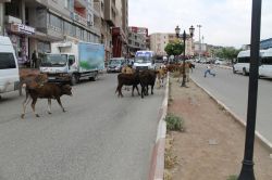 Şırnak’ta hayvanların başıboş bırakılmasına tepki