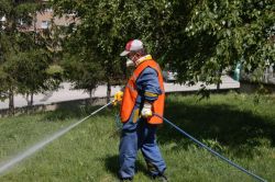 Siirt’te halkın haşerelere başı dertte