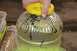 Sülük şifa kaynağı olarak satılıyor