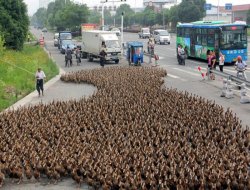 Trafiği durduran manzara!