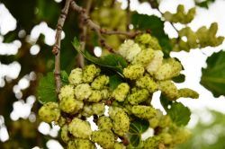 Doğal antibiyotik olan ‘Dut’un faydaları