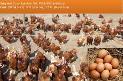 Dicle Üniversitesinde yumurta satışı
