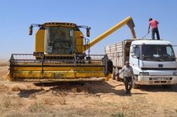 Ceylanpınar TİGEM’de hasat zamanı