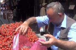 Çeri domatesi büyük ilgi görüyor-video-foto