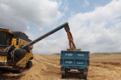 Tarsus’ta buğday hasadı bereketli geçiyor-foto