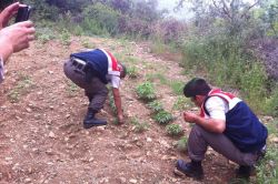 Zeytin bahçesinde esrar yetiştirmiş