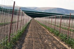 Vangölü kıyısında sırık domates yetiştiriciliği